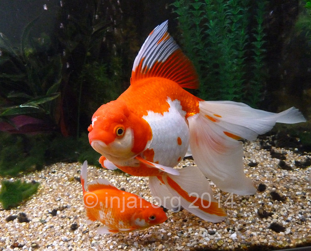 Fantail Goldfish Growth Chart