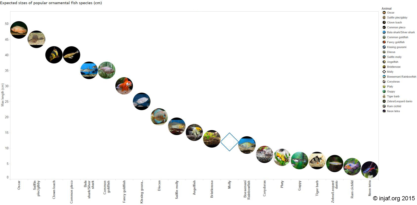 Tropical Fish Size Chart