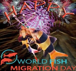 Happy World Fish Migration Day! © Fishlady