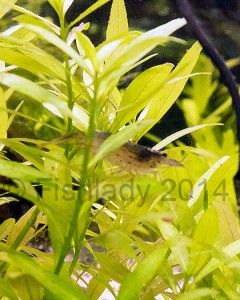 Caridina multidentata - aka Amano shrimp are entertaining and relatively good algae eaters