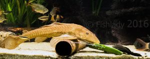Hermione the Pterygoplichthys pardalis enjoying some courgette with her bristlenose friend Barney