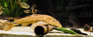 The plec shown here is fully grown, and the bristlenose is almost fully grown - you can see how much more of a manageable size the bristlenose is for the average aquarium.