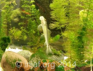 Gyrinocheilus aymonieri aka Chinese Algae Eater - these can grow large and become aggressive