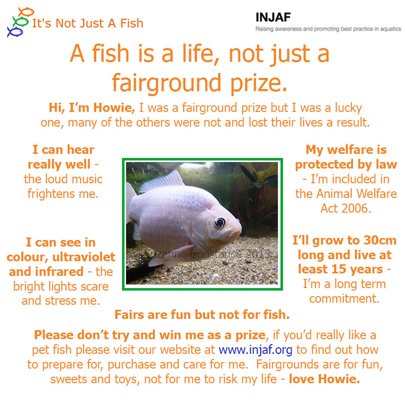 A fish is a life, not just a fairground prize INJAF