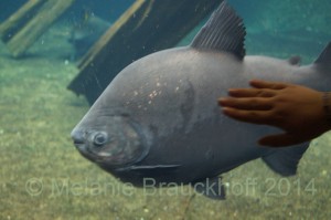 Pacu are another commonly available tankbuster species