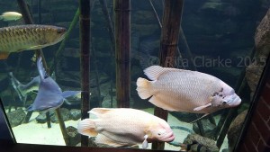 These giant gourami at Bristol Zoo are making the most of having the size of tank they need, not a fish for the average domestic aquarium