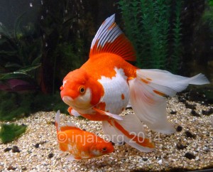 This adult fancy goldfish was 30cm long, and 30cm tall from fin tip to fin tip
