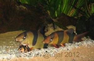 Clown loaches are popular yet can grow to up to 16 inches, they don't stay small for ever! A good example of a 'stealth tankbuster'