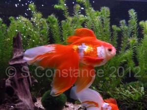 A fancy goldfish, note the long flowing fins and compact body shape