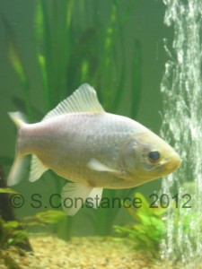 Vallisneria gigantica in a planted tank for goldfish