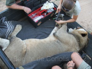 Luther, a sub-adult male lion in the back of a landrover