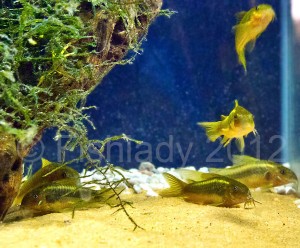 Unusual fish such as these Green Laser Cories may well be wild caught (these particular ones are known to be wild caught)