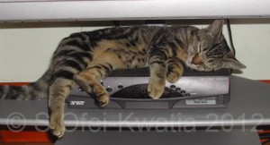 Kitten sleeping on 12"/30cm digi-box