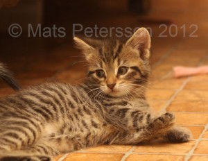 A kitten at the right age and size to be sold