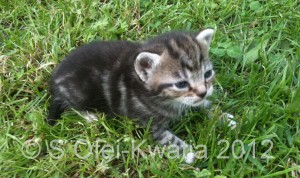 A very young kitten playing in some short grass