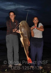 A red tailed catfish wild caught in Brazil during research for the iXingu Project