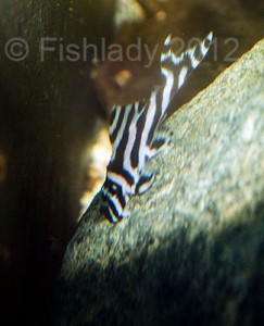 Zebra plecs originate from Brazil, their habitat is now under threat from development