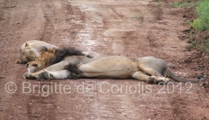 It's exhausting being a big cat ... relaxing with lady friend Lisa