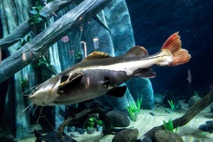 Gabriel the red tailed catfish lives at The Deep in Hull.