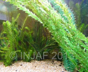 A mix of live and fake plants in a large goldfish aquarium