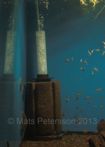 An air-driven sponge filter on a fry tank