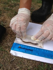 Volunteers from the ZSL eel monitoring in the Thames measure the size of an eel found at Middle Mill. This one was 105mm long. Photo courtesy of Ciara Fleming
