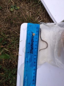 The second eel found in the Middle Mill trap, this one is slightly smaller at 91mm - photo courtesy of Ciara Fleming
