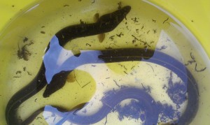 Eels found during the ZSL eel monitoring in the Thames