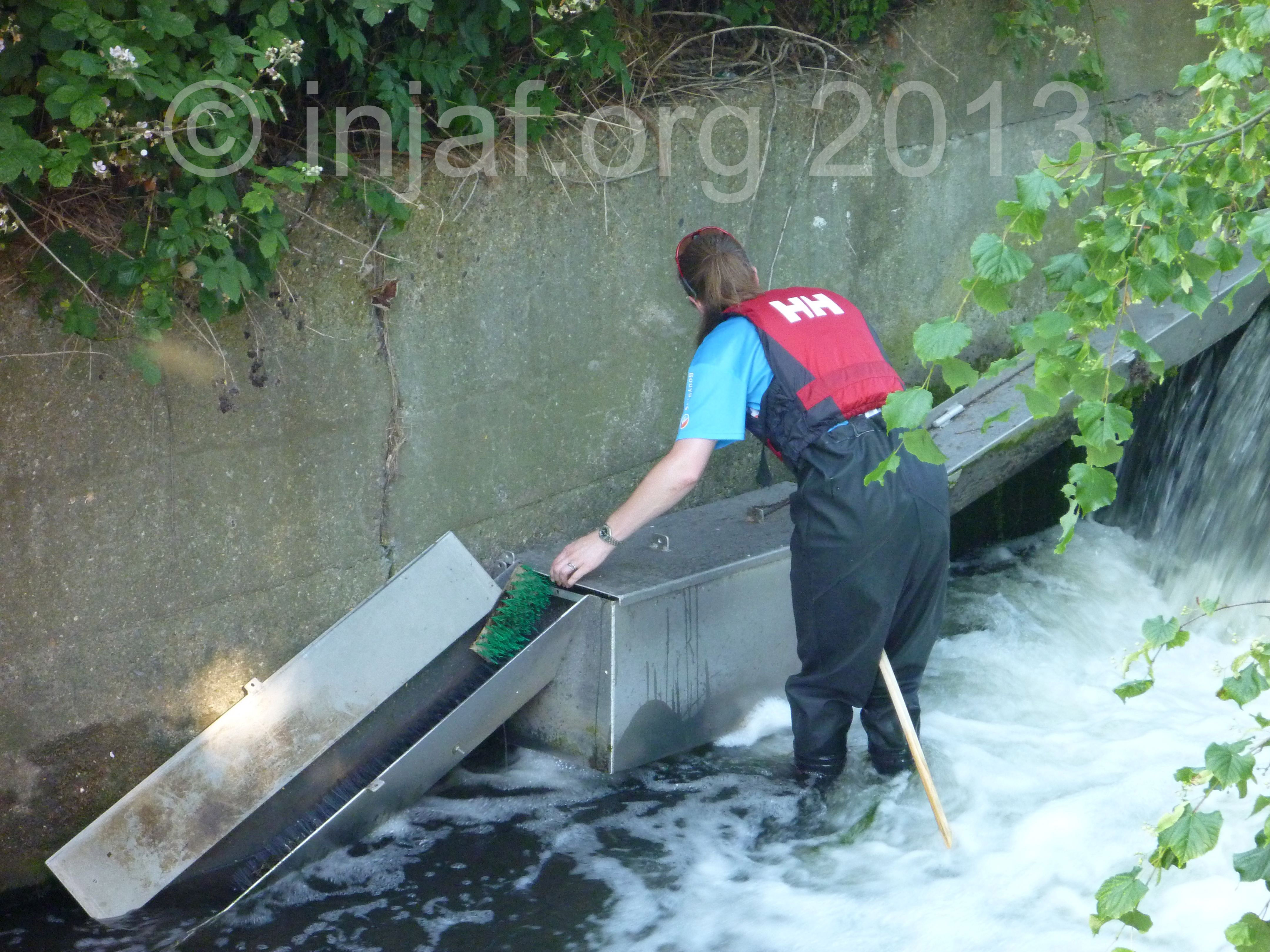Eel trap checking at Middle Mill - INJAF