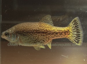 The attractive livebearer Ameca splendens also features on the IUCN Red List and is thought to be extinct in the wild