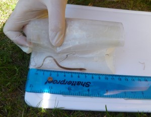 An elver found at Middle Mill during the ZSL eel monitoring in the Thames