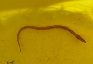 Finding elvers at Middle Mill is a promising sign