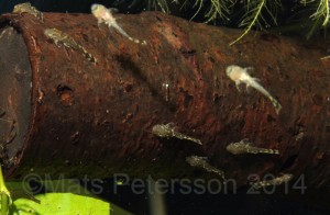 Baby bristlenose catfish - these are good community fish and algae eaters