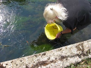 The eels are released upstream of the trap so they can continue on their journey © Sivi Sivanesan