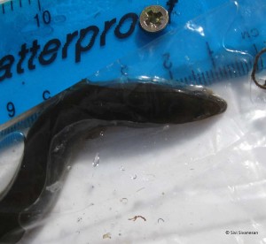 European eel caught during ZSL monitoring, July 2014 © Sivi Sivanesan