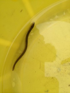 The first eel of the season © Peter Knight