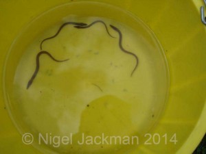The Famous Five are 'yellow eels' which shows they are no longer elvers as they've developed their pigment