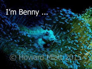 I'm not just a fish - I'm Benny