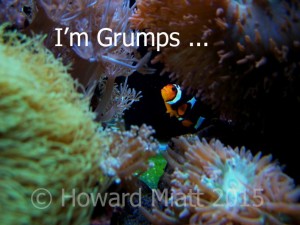 I'm not just a fish - I'm Grumps