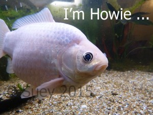 I'm not just a fish - I'm Howie