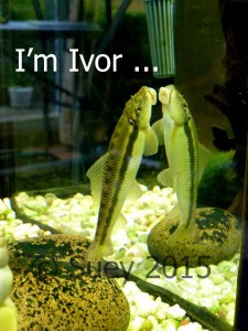 I'm not just a fish - I'm Ivor