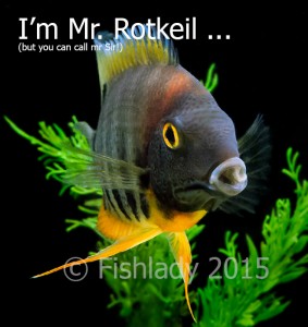 I'm not just a fish - I'm Mr. Rotkeil