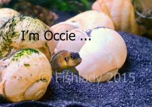 I'm not just a fish - I'm Occie