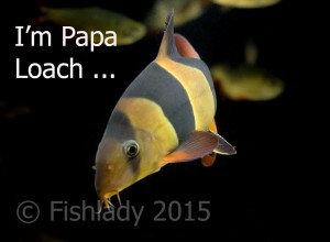 I'm not just a fish - I'm Papa Loach