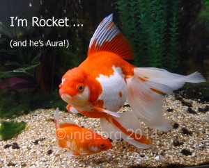 I'm not just a fish - I'm Rocket (and he's Aura!)