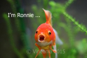 I'm not just a fish - I'm Ronnie