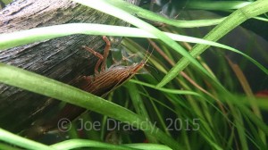 Bamboo shrimp are fascinating and would be great for a child's tank