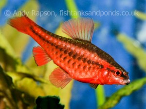 Cherry barbs are brightly coloured and busy busy busy - always something going on