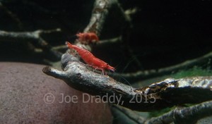 Cherry shrimp are busy, active, and brightly coloured - a lovely option to a tank for a child