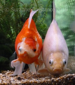 Goldfish are social fish and enjoy company